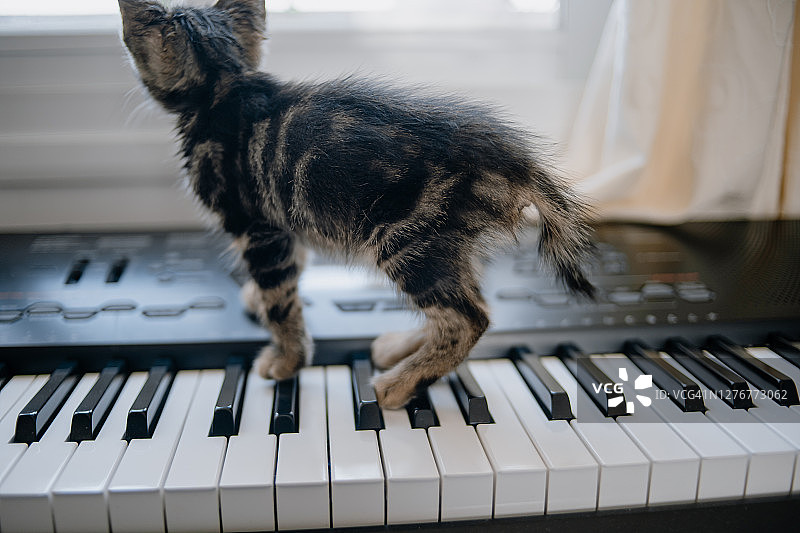 虎斑小猫玩耍键盘图片素材