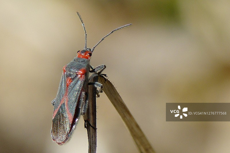 夹竹桃网蝽图片素材