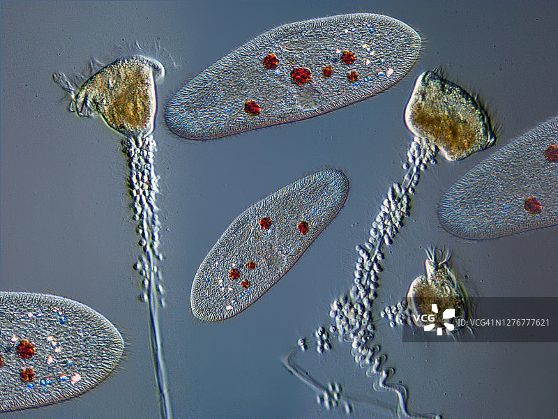 原生生物构成图片素材