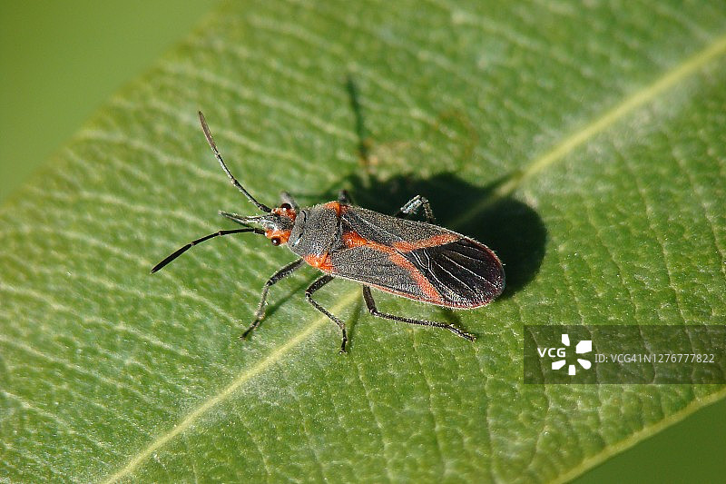 夹竹桃网蝽图片素材