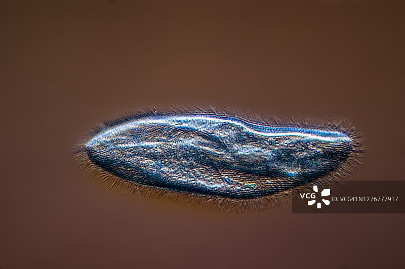 草履虫图片素材