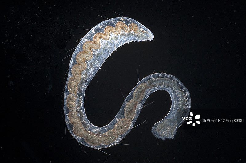 拼接蠕虫图片素材