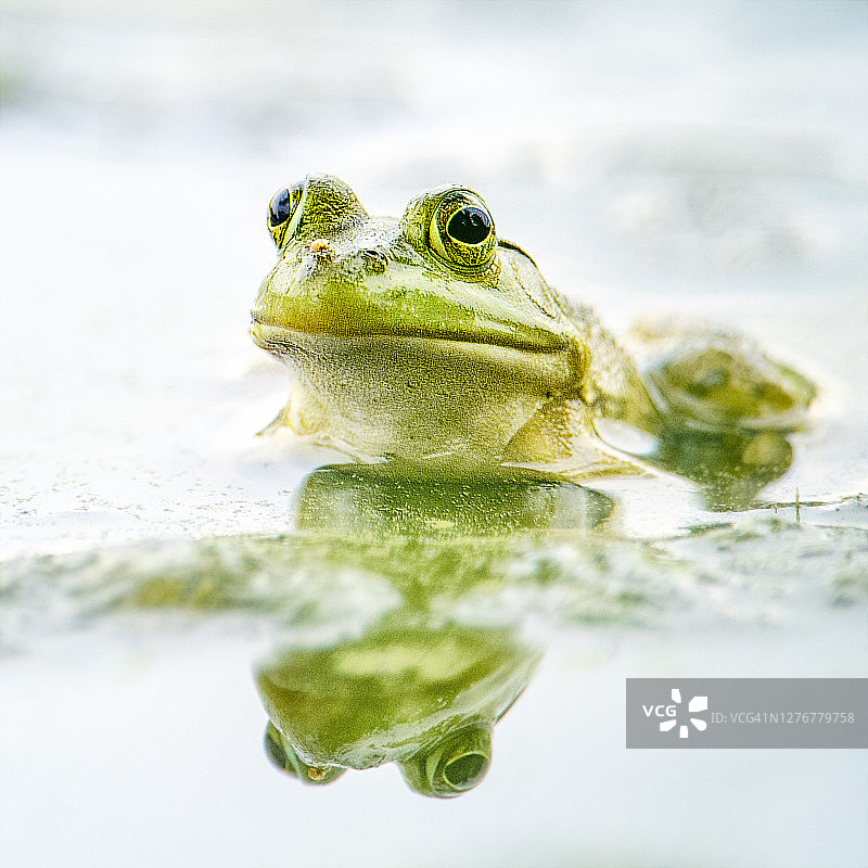 宾夕法尼亚州池塘中可爱的绿色小牛蛙及其倒影图片素材