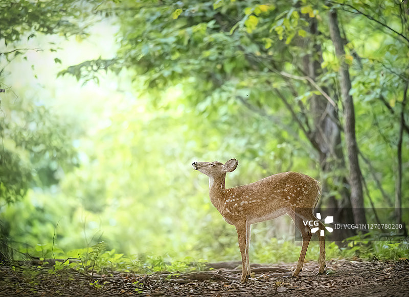 可爱小鹿在宾夕法尼亚呼吸清晨空气图片素材