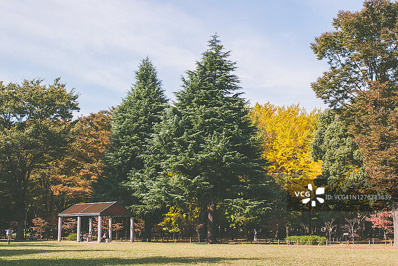 秋季的代代木公园绿地图片素材