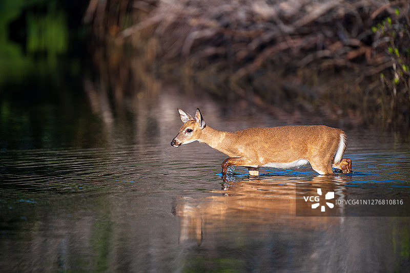 年轻基伊鹿母鹿穿过水道图片素材