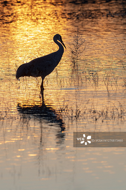 沙丘鹤的轮廓图片素材