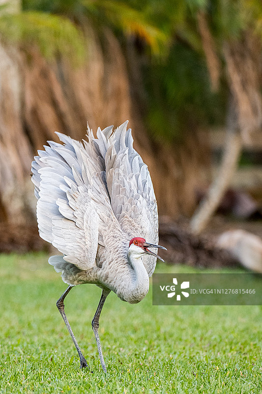 沙丘鹤展示图片素材
