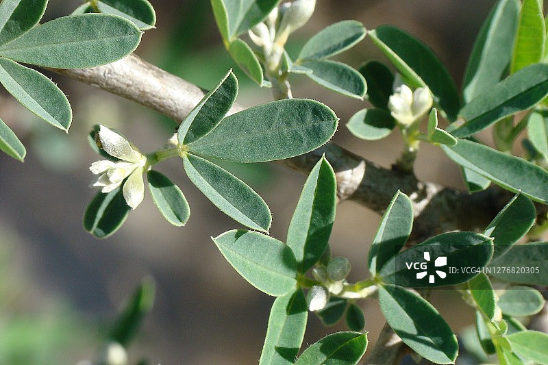 臭豆 (Anagyris foetida)图片素材