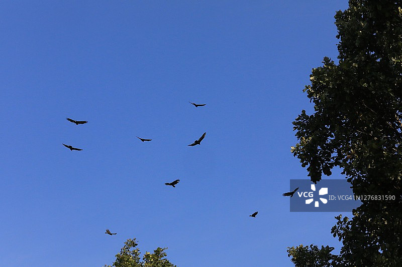 一群红头美洲鹫图片素材