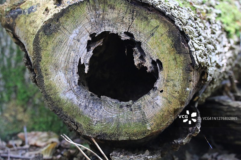 空心树干图片素材