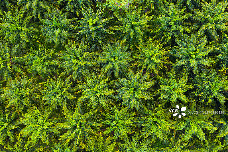 棕榈树种植园俯视图图片素材