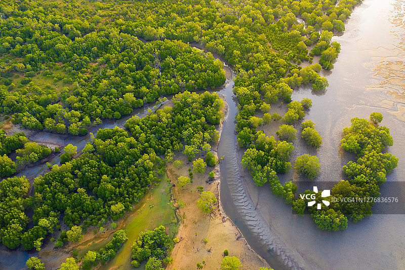 红树林航拍，无人机视角的红树林纹理图片素材