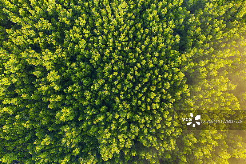 森林鸟瞰图，无人机拍摄的红树林纹理图片素材