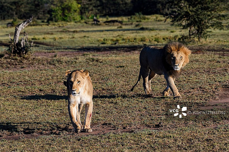 雄狮跟随雌狮图片素材