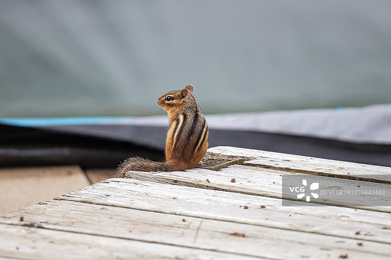 东花栗鼠图片素材