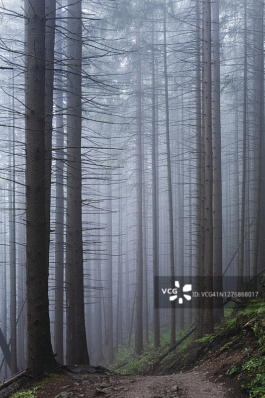 森林中的雾图片素材
