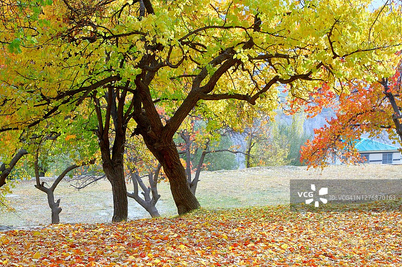 秋季落叶树木图片素材