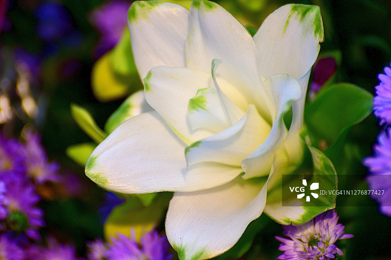 姜黄/姜黄花图片素材