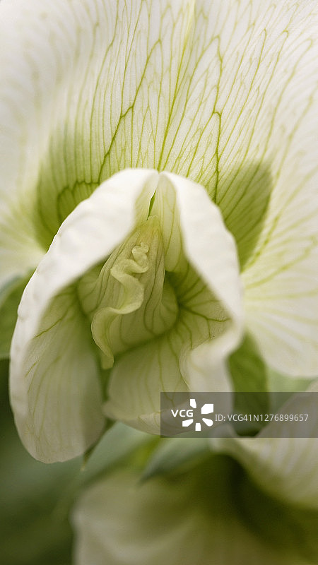 雪豆花图片素材