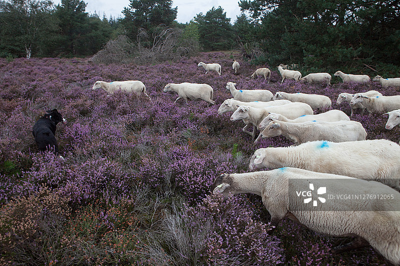 紫色石楠丛中的白色羊群图片素材