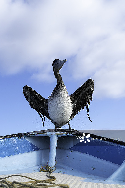 棕色鹈鹕在渔船船头晾干翅膀，马格达莱纳湾，墨西哥下加利福尼亚州图片素材