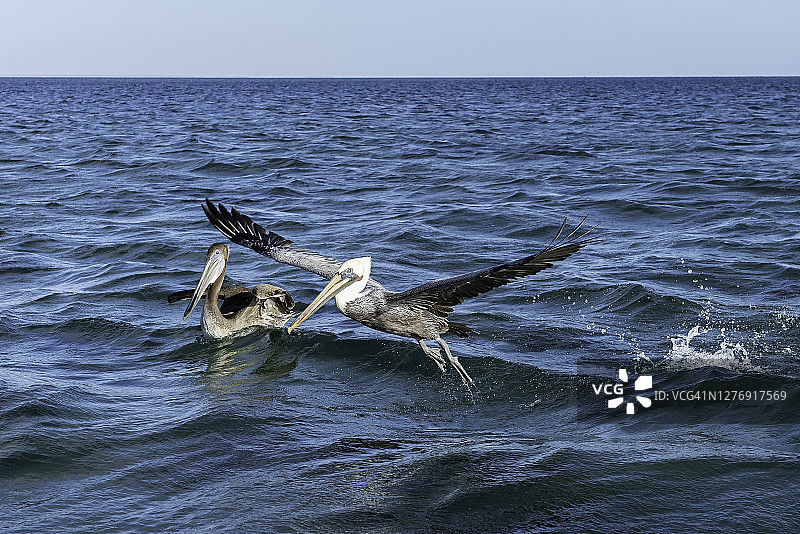 墨西哥下加利福尼亚州马格达莱纳湾的棕色鹈鹕图片素材