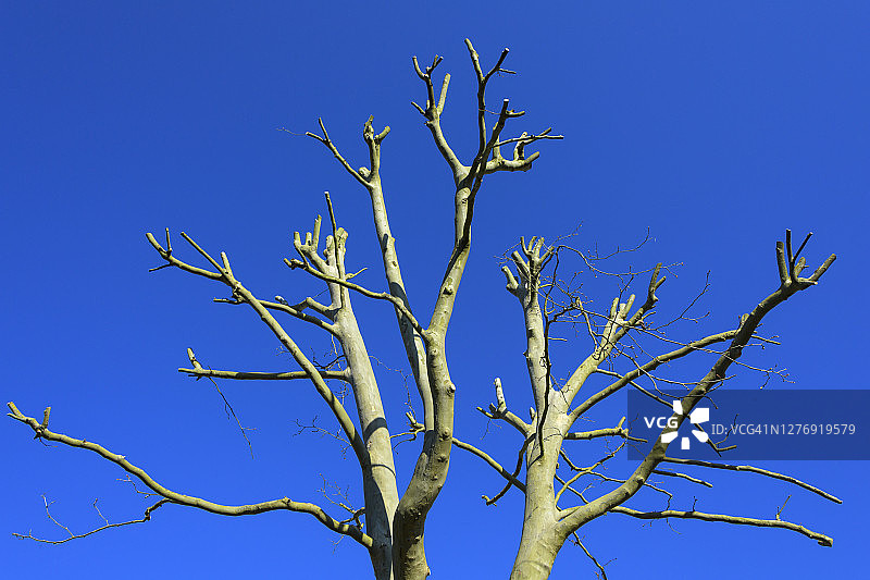 光秃的树干图片素材