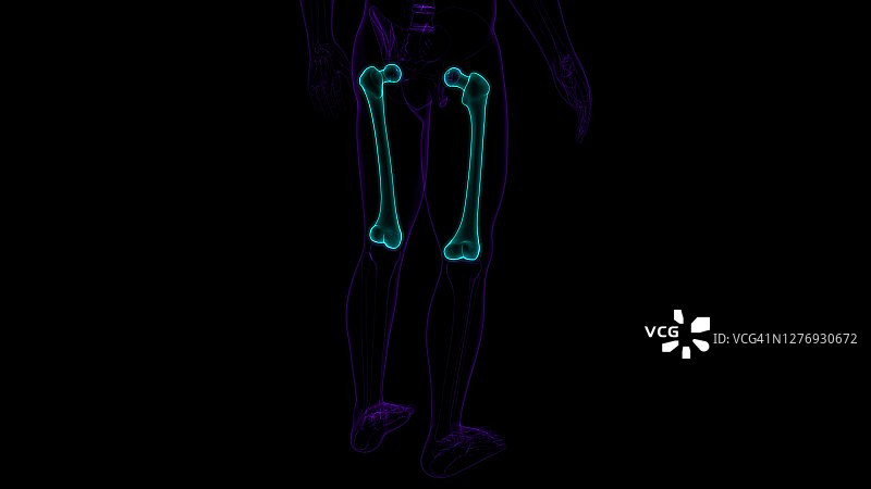 人体骨骼解剖股骨3D渲染图片素材