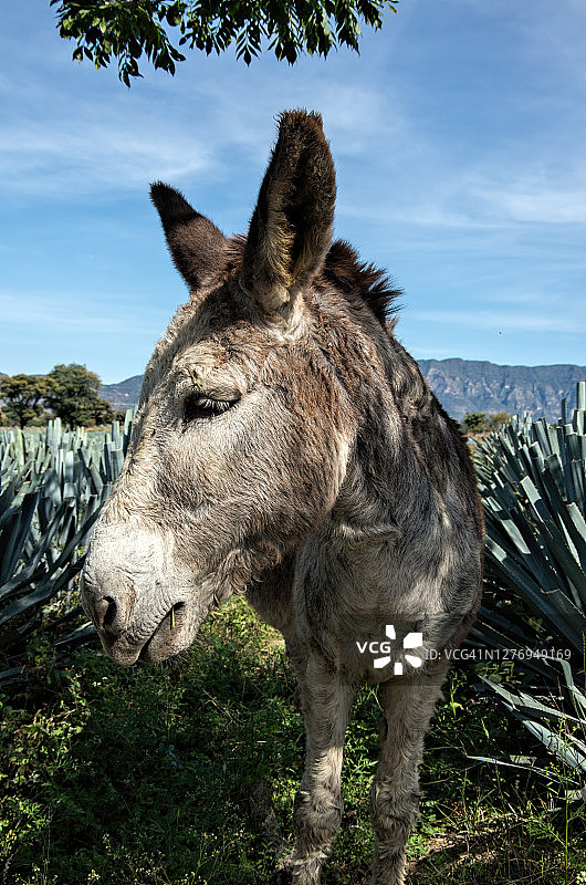 墨西哥哈利斯科州特基拉的蓝色龙舌兰田中驴图片素材