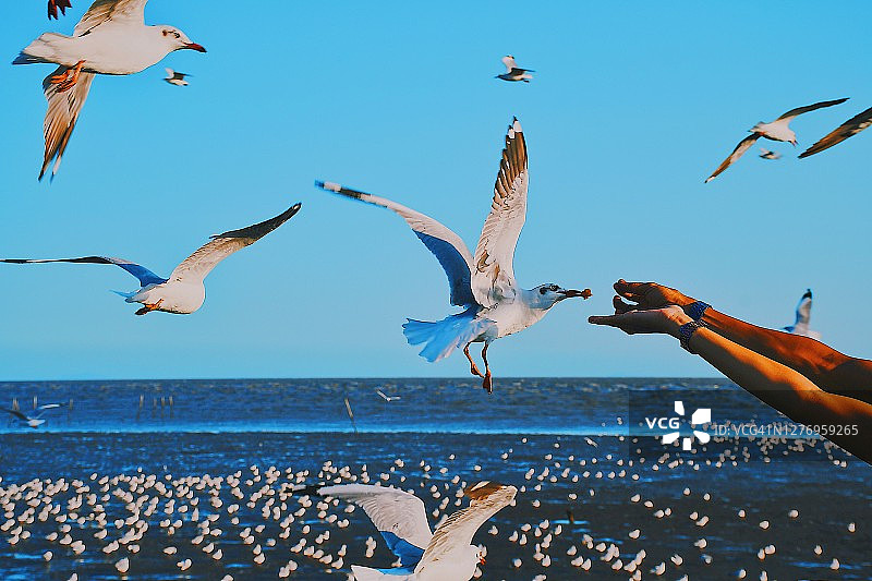 日落时海鸥从手中觅食特写图片素材