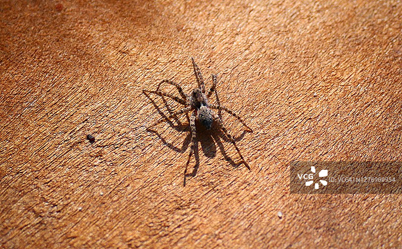 魁北克木头上的蜘蛛特写图片素材