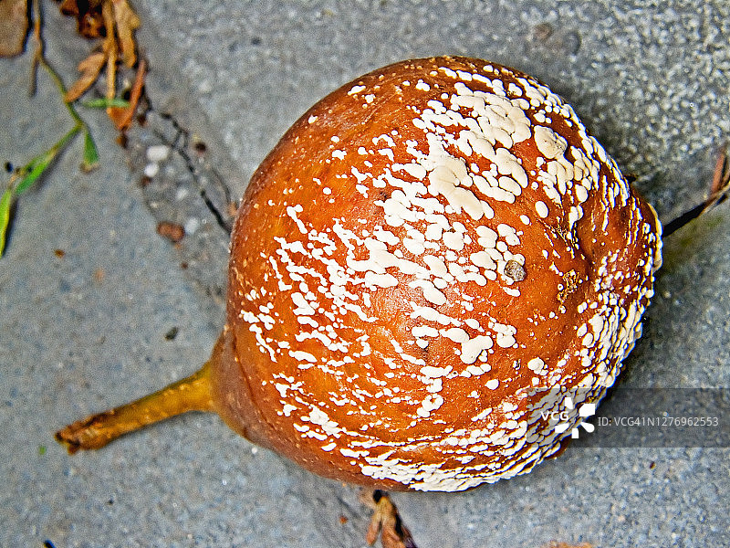 人行道上的腐烂梨图片素材