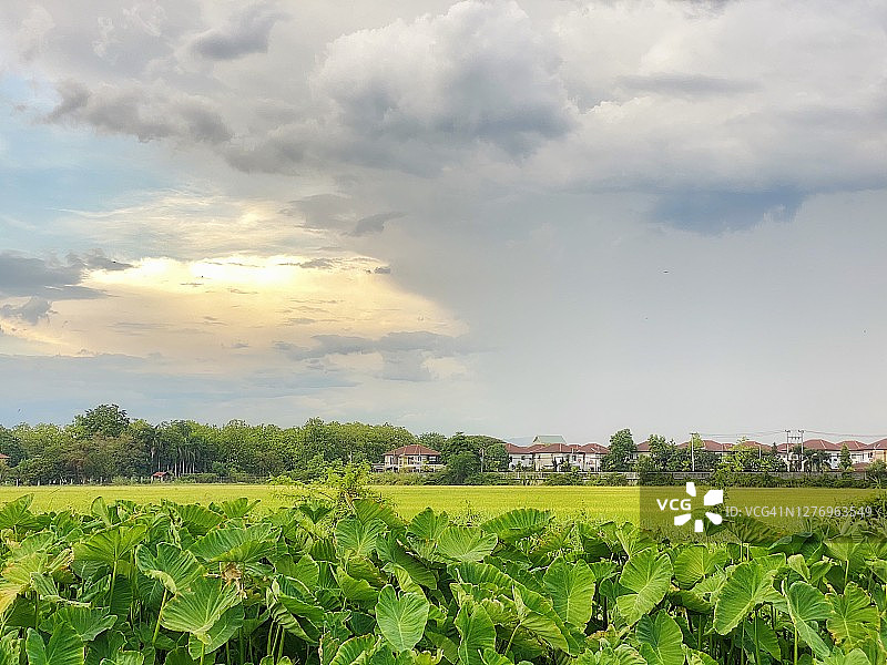 绿色海芋和稻田图片素材