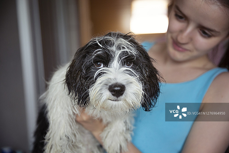 洗澡后被少女抱着的潮湿黑白小狗图片素材