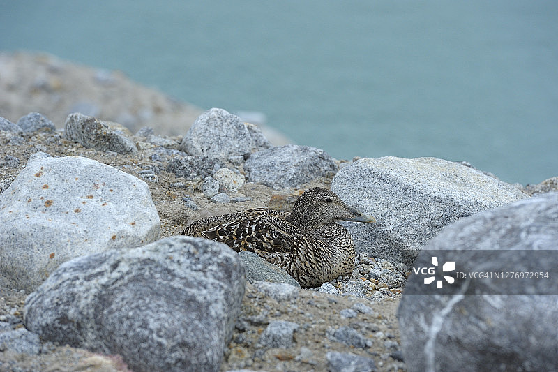 繁殖的绒鸭，摩纳哥布林，斯瓦尔巴德群岛，斯匹次卑尔根岛，挪威图片素材