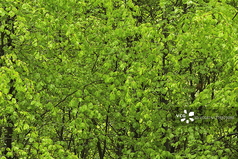 雨后的海滩树叶图片素材