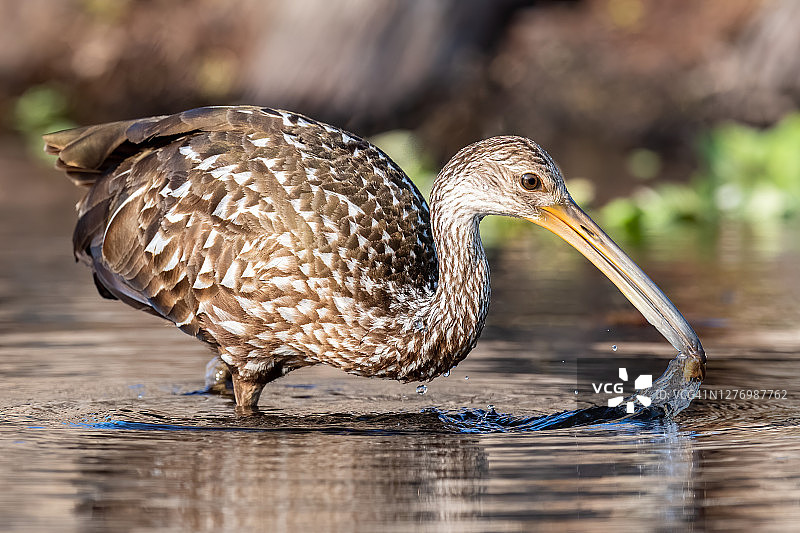 有软体动物的帽贝图片素材