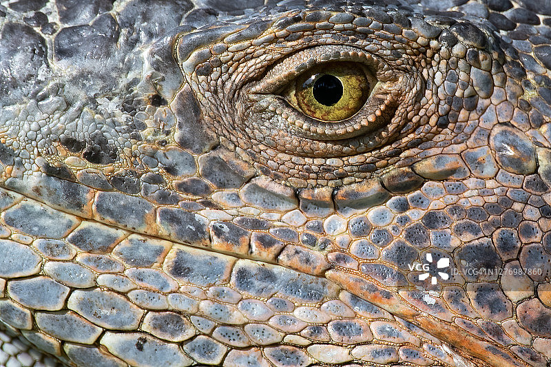 鬣蜥眼睛图片素材