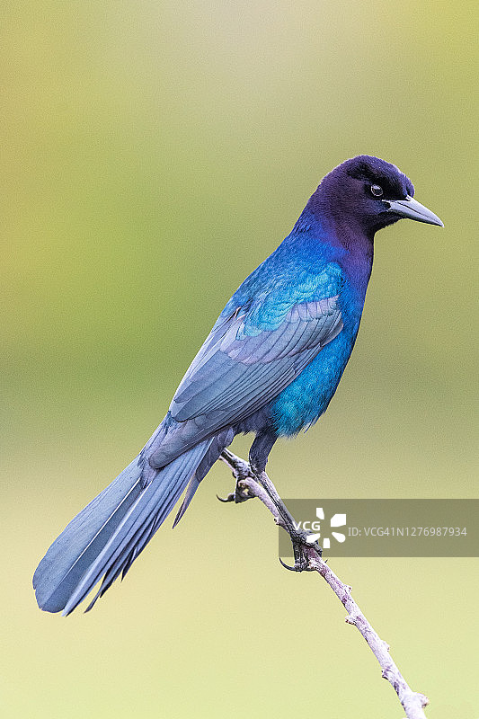 船尾Grackle鸟肖像图片素材