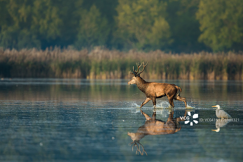 马鹿(鹿)图片素材