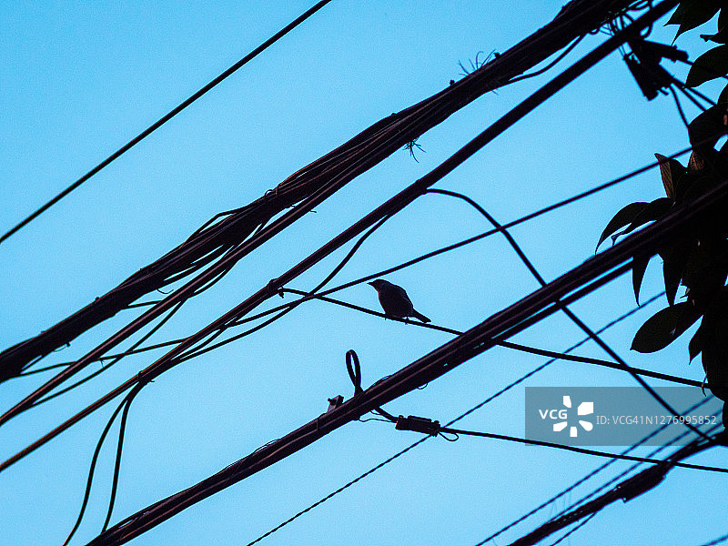 日落时分，站在电线杆上的鸟，背景是蓝色天空图片素材