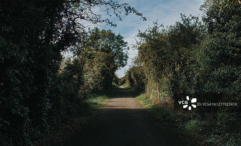 宁静的林荫小路，光影斑驳图片素材