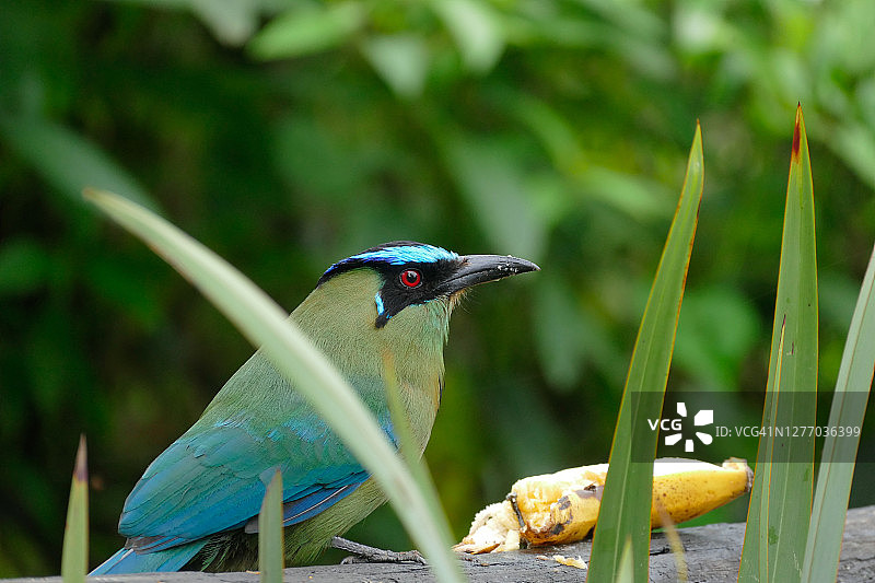 南美绿鹭站在木头上吃香蕉图片素材