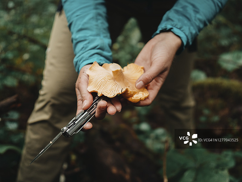 蘑菇采摘者手持一把鸡油菌和一把小刀图片素材