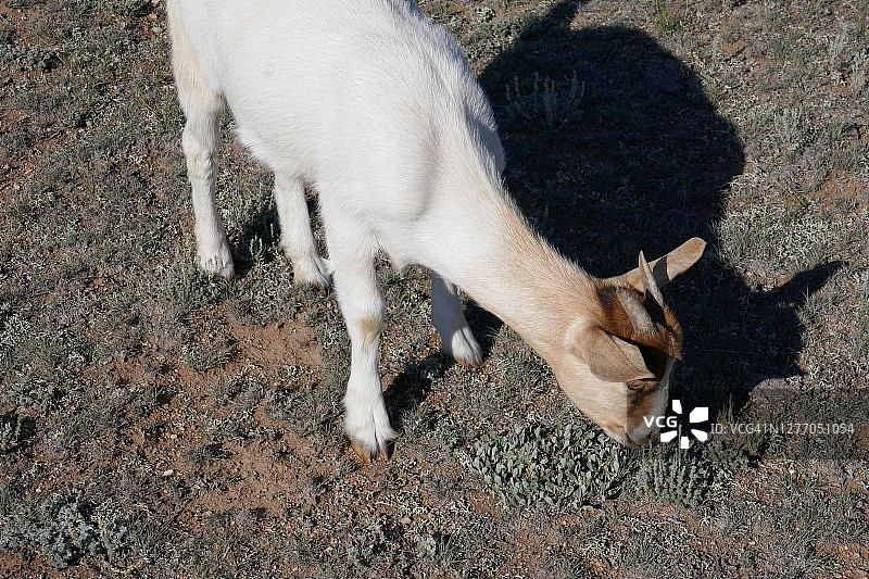 户外吃草的可爱白色山羊图片素材