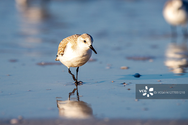 在岸边行走的矶鹬图片素材