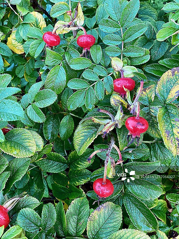 皱叶蔷薇灌木图片素材