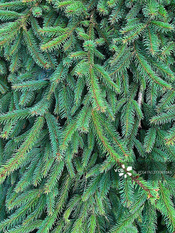 挪威云杉图片素材