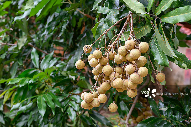 龙眼的图片素材